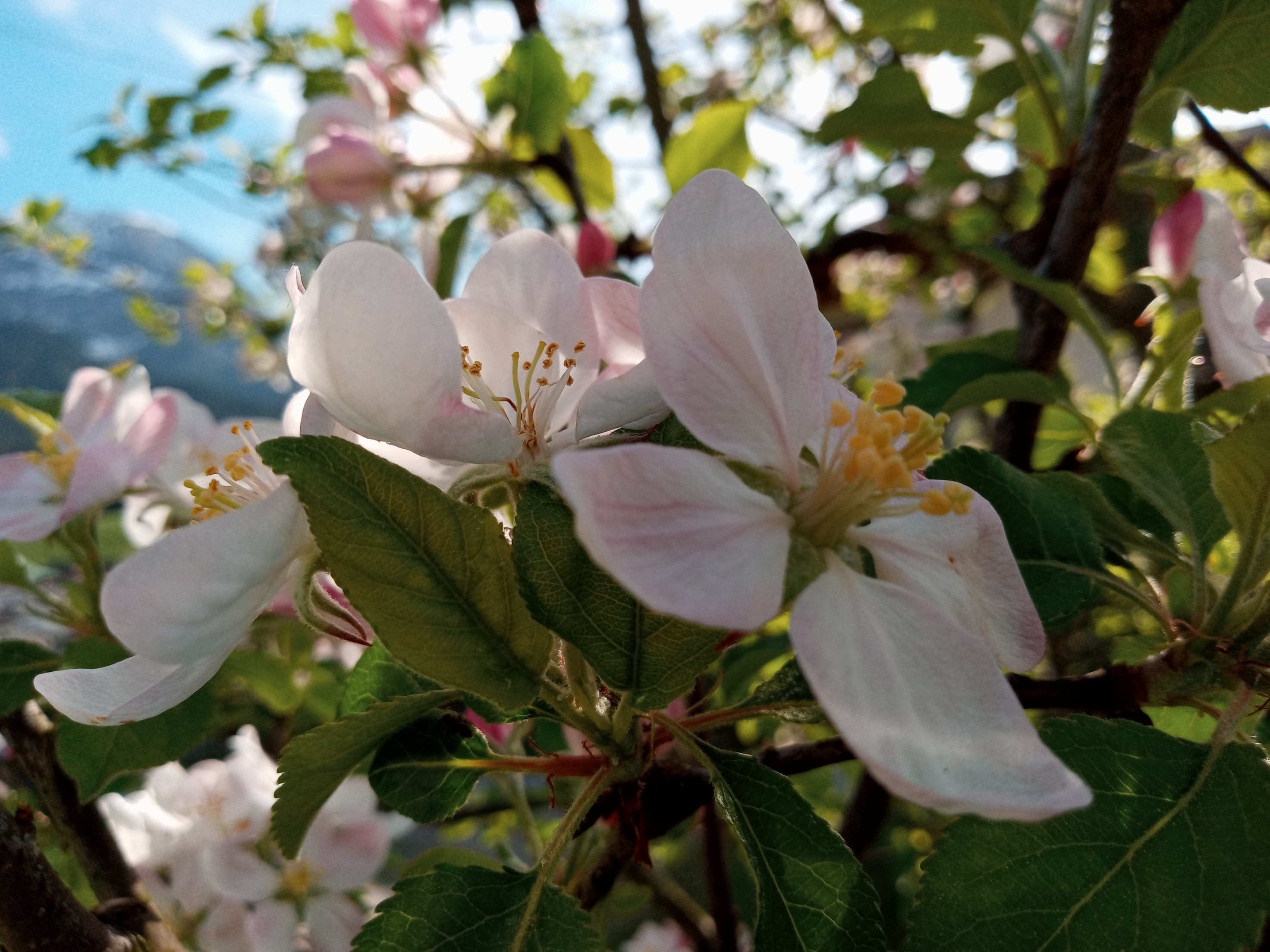 Blumen thumbnail