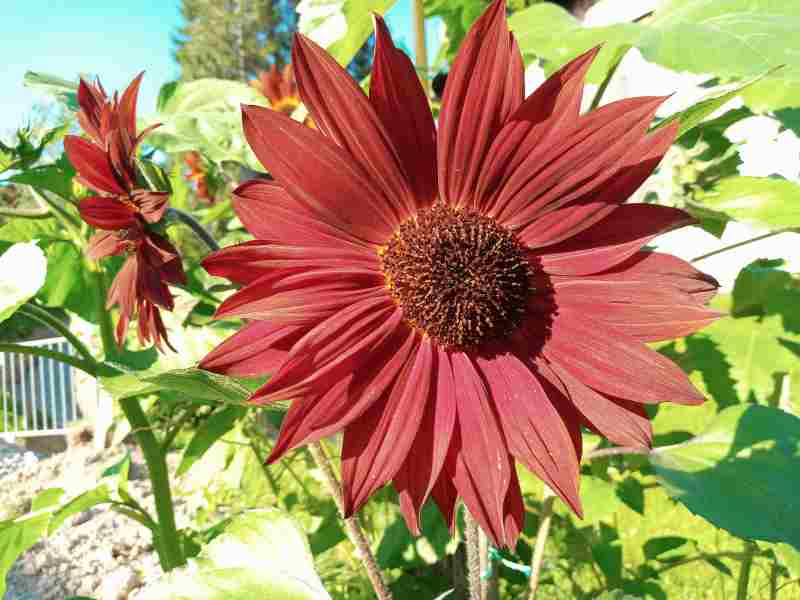 Natur im Garten